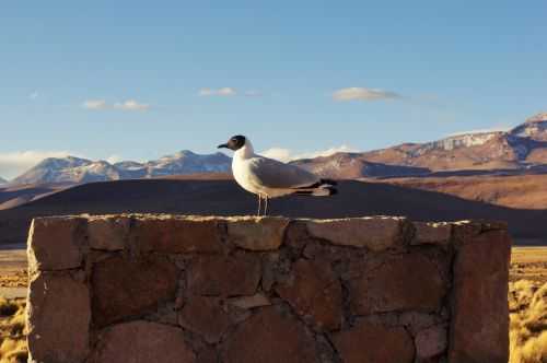 TREKKING NEL DESERTO DI ATACAMA 2015